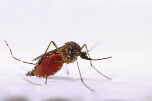 Detectan un nuevo ejemplar de mosquito 'Aedes aegypti' en Las Palmas de Gran Canaria