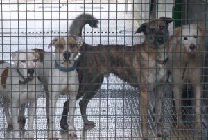 Siete perros de razas potencialmente peligrosas, a la espera en el Centro de Atención a Animales a ser adoptados