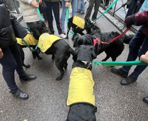 Los perros guía de la ONCE protagonizan las Vueltas de San Antón acompañados de usuarios y familias educadoras
