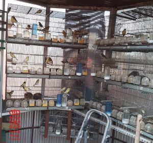 Denunciado en Tudela (Navarra) por cazar y poseer 27 aves sin acreditar su procedencia legal
