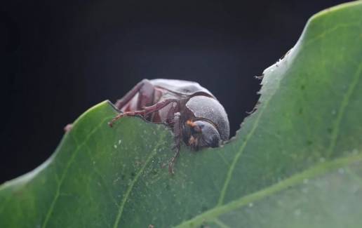 Un escarabajo que no está sincronizado con el resto de la naturaleza
