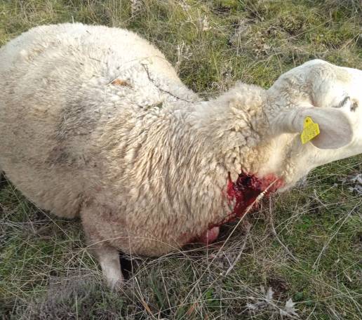 UPA-COAG avisa de varios ataques de lobos que han matado a tres ovejas en una misma explotación en Aldeavieja (Ávila)