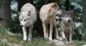 La Comunidad invertirá este año 200.000 euros en ayudas a ganaderos por ataques de lobos, perros asilvestrados o buitres