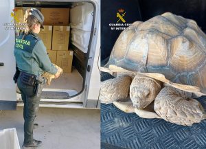 La Guardia Civil recupera 9 tortugas de gran tamaño robadas de un criadero en Beniel (Murcia)