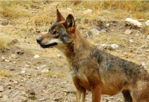 Un estudio liderado por el CSIC detecta gran variación en los niveles de endogamia del lobo ibérico