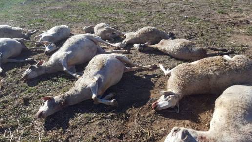 Asaja muestra el primer ataque de lobos al ganado en la Comunitat Valenciana: en una granja en Aras de los Olmos
