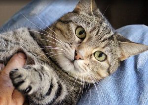Cort aprueba el programa de acogida de gatos lactantes y animales enfermos en casas de acogida de Palma