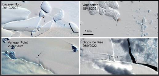Cuatro nuevas colonias de pingüino emperador descubiertas por satélite