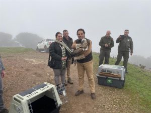 La Junta suelta tres ejemplares de buitre leonado en el entorno del Paraje Natural Sierra Pelada (Huelva)