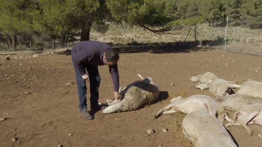 La Generalitat intensifica los controles mientras investiga el posible ataque de lobos a ovejas en Aras de los Olmos