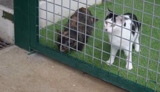 El Centro de Atención a Animales habilita un espacio separado con jardín para los cachorros de gatos