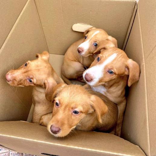 Policía de Alcalá rescata cuatro cachorros abandonados en una caja junto a unos contenedores de basura