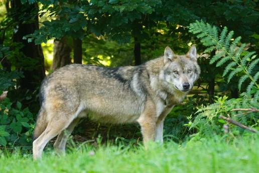 Cantabria planteará medidas de protección contra el lobo para los habitantes de los pueblos
