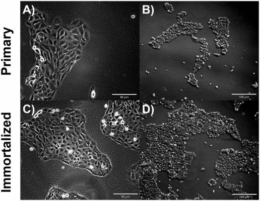 Desarrollo y caracterización de una línea celular respiratoria porcina inmortalizada para la investigación del virus de la influenza A