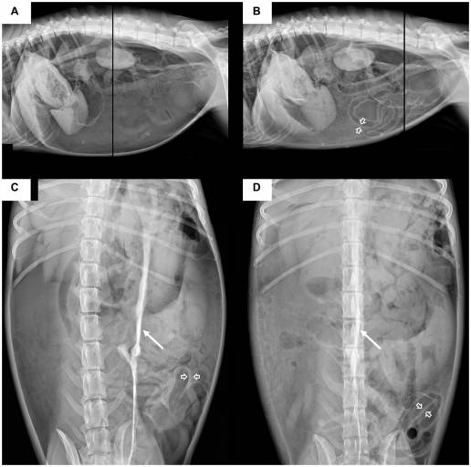 Caso clínico: Radiografía y tomografía computarizada del neumoperitoneo a tensión causado por perforación gástrica en un perro
