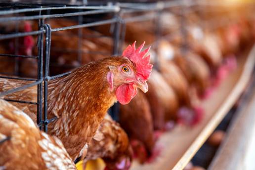 La alimentación de harina de girasol con pollitas y gallinas ponedoras, incluso con una tasa de inclusión del 30%, no perjudica la digestibilidad ileal de la mayoría de los aminoácidos