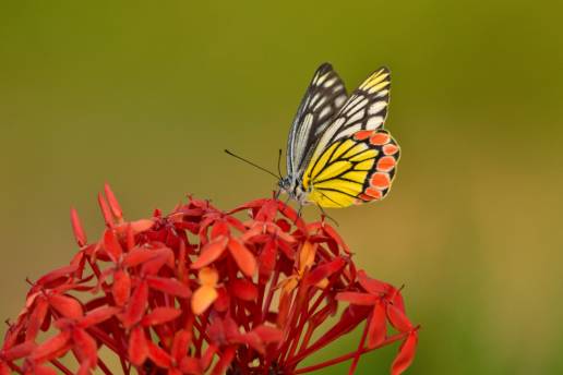 Las mariposas españolas regulan mejor su temperatura corporal que sus primas británicas