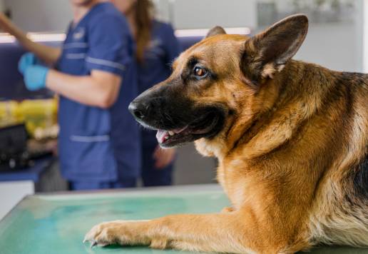 Resultado de ocho perros de trabajo con miopatía fibrótica después de una onda de choque extracorpórea y terapia de rehabilitación: una serie de casos