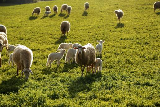Una prueba diagnóstica humoral supera a las pruebas celulares en una granja con un brote de tuberculosis latente causado por un nuevo espoligotipo del complejo Mycobacterium tuberculosis que afectó a ovejas pero no a cabras