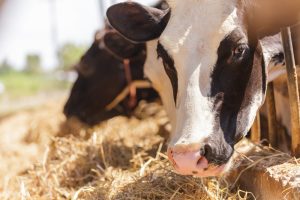 La Comunidad murciana reclama al Ministerio de Agricultura "más celeridad" en los programas de vigilancia de enfermedades animales