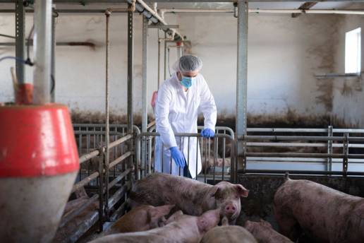 Utilizar la información de productividad y salud de la cría al mercado junto con los datos de diagnóstico de enfermedades para identificar los factores de riesgo de mortalidad porcina en un sistema de producción porcina de los EE. UU.