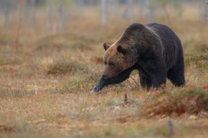 PACMA arremete contra el radiomarcaje de osos en CyL tras publicarse un artículo que muestra la "brutalidad" del proceso