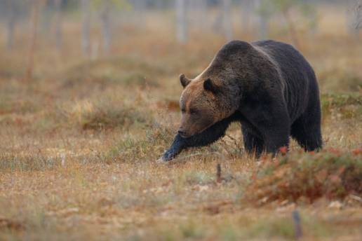 PACMA arremete contra el radiomarcaje de osos en CyL tras publicarse un artículo que muestra la 