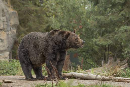  Condenado a dos años de cárcel en Palencia el cazador que mató a un oso pardo en una cacería de jabalíes
