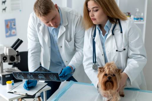 Los perros adiestrados pueden ser clave para los epilépticos resistentes a los medicamentos