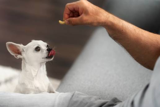 El impacto de la alimentación con golosinas que contienen cannabidiol (CBD) en la respuesta canina a una prueba de respuesta al miedo inducida por ruido