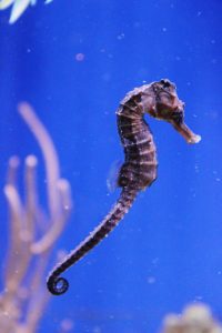 El CSIC inicia en Vigo un proyecto sobre el estado de conservación de los caballitos de mar en el litoral español