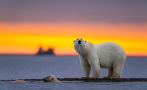 Los osos polares, en riesgo de morir de hambre por veranos más largos