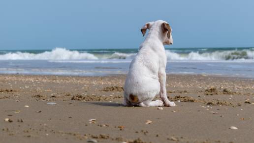 Denunciados 8 propietarios de perros por llevarlos sueltos por la playa viguesa de Samil