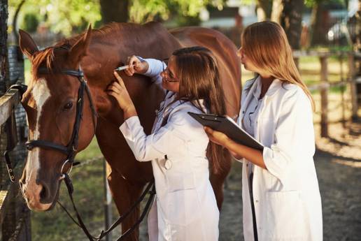 Evaluación de la seguridad de las células madre mesenquimales alogénicas preparadas equinas en caballos con lesiones naturales de tendones y ligamentos