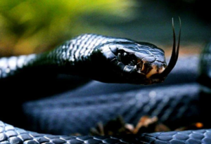 Encuentran un posible antídoto para una gran cantidad de venenos de serpientes letales