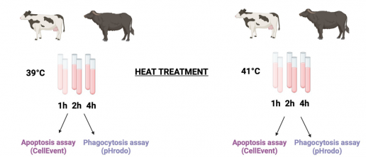 Cambios inducidos por hipertermia en la supervivencia y fagocitosis leucocitaria: un estudio comparativo en leucocitos bovinos y búfalos