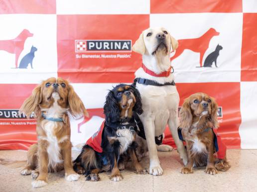 Niños y jóvenes con necesidades especiales participan en la primera sesión de perros de terapia asistida educados por voluntarios Purina