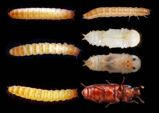 La metamorfosis de los insectos podría revelar las claves del paso a la adolescencia