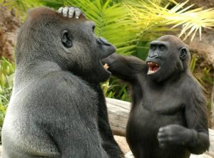 Los simios también tienen sentido del humor