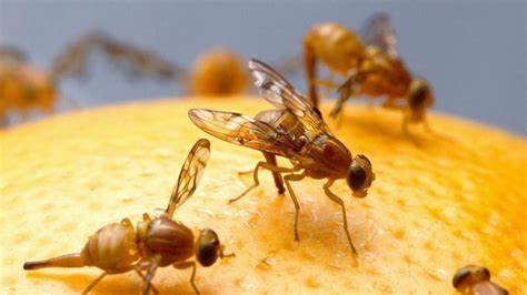 Identifican los genes que contribuyen a la evolución genital masculina en la mosca de la fruta