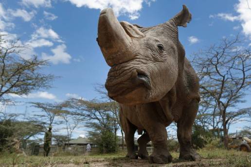 Primera transferencia exitosa de embriones para salvar al rinoceronte blanco del norte