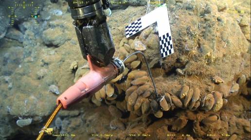 Revelada la capacidad de adaptación de la fauna hidrotermal de aguas profundas