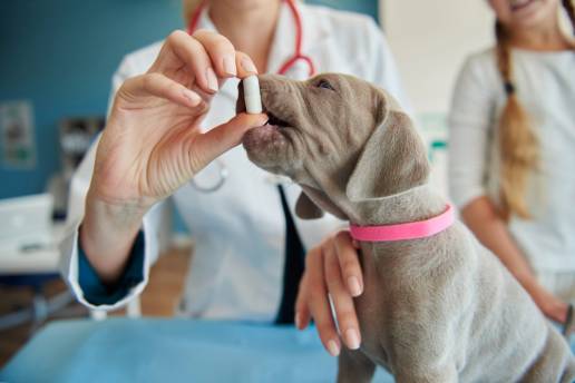 El peso del paciente tiene diversos efectos en la prescripción de diferentes antibióticos a los perros