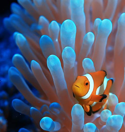 Los peces payasos, como Nemo, son capaces de contar
