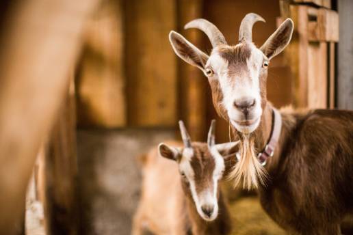 Factores que afectan el rendimiento de la formación de espuma en el líquido ruminal en cabras alimentadas con una dieta alta en concentrados