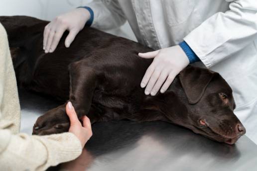 Efectividad de los programas de mejora de la displasia canina de cadera y la displasia de codo en seis razas de pedigrí del Reino Unido