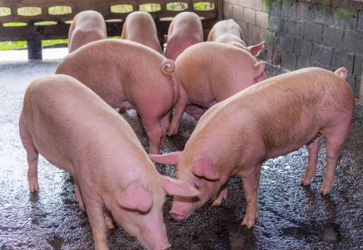 Medidas de bioseguridad para el control del virus de la hepatitis E en granjas porcinas europeas