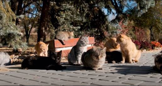 El Ayuntamiento de Madrid prorroga el contrato para esterilización de gatos y control de colonias felinas