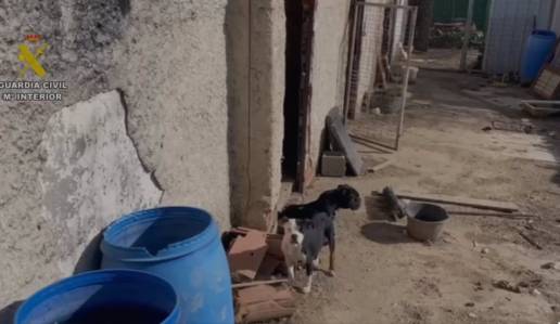 Rescatados diez perros, uno muerto, en la finca del detenido por secuestrar y violar a su pareja en Pezuela