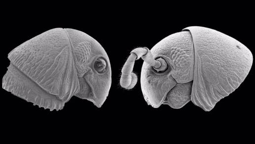 Nuevo género de especies de milpiés con 'rostro extraterrestr
